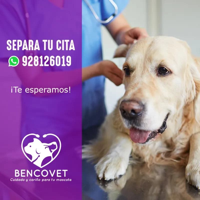 Veterinaria BENCOVET