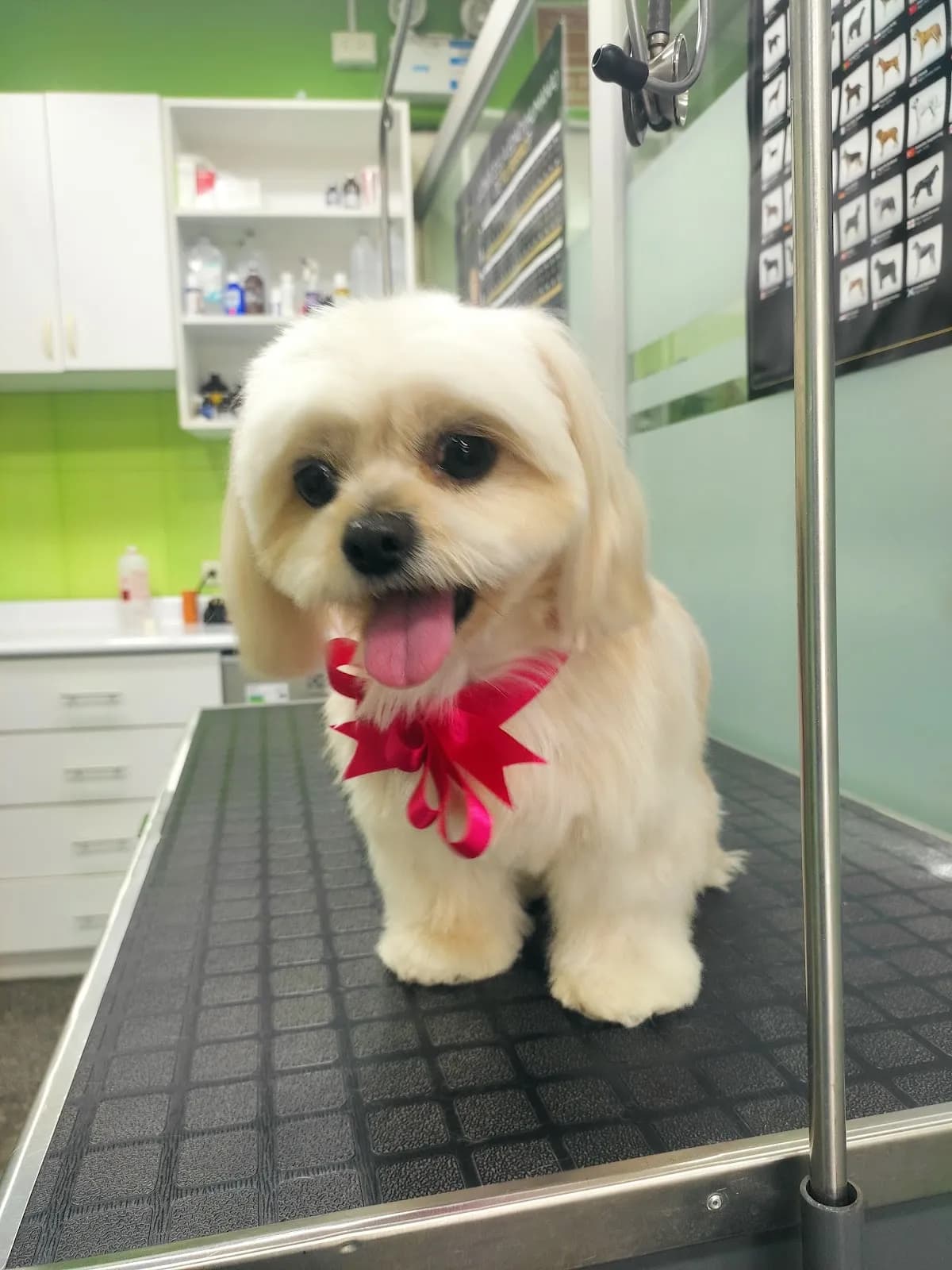 Veterinaria, Pet Santa 🐩