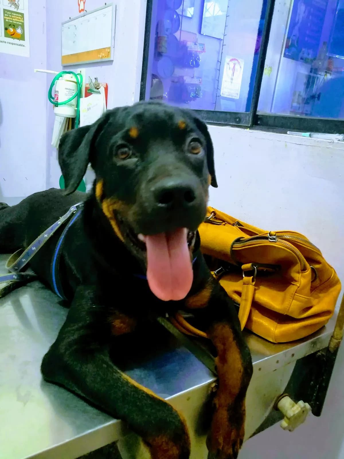 Veterinaria Mi Dogtora