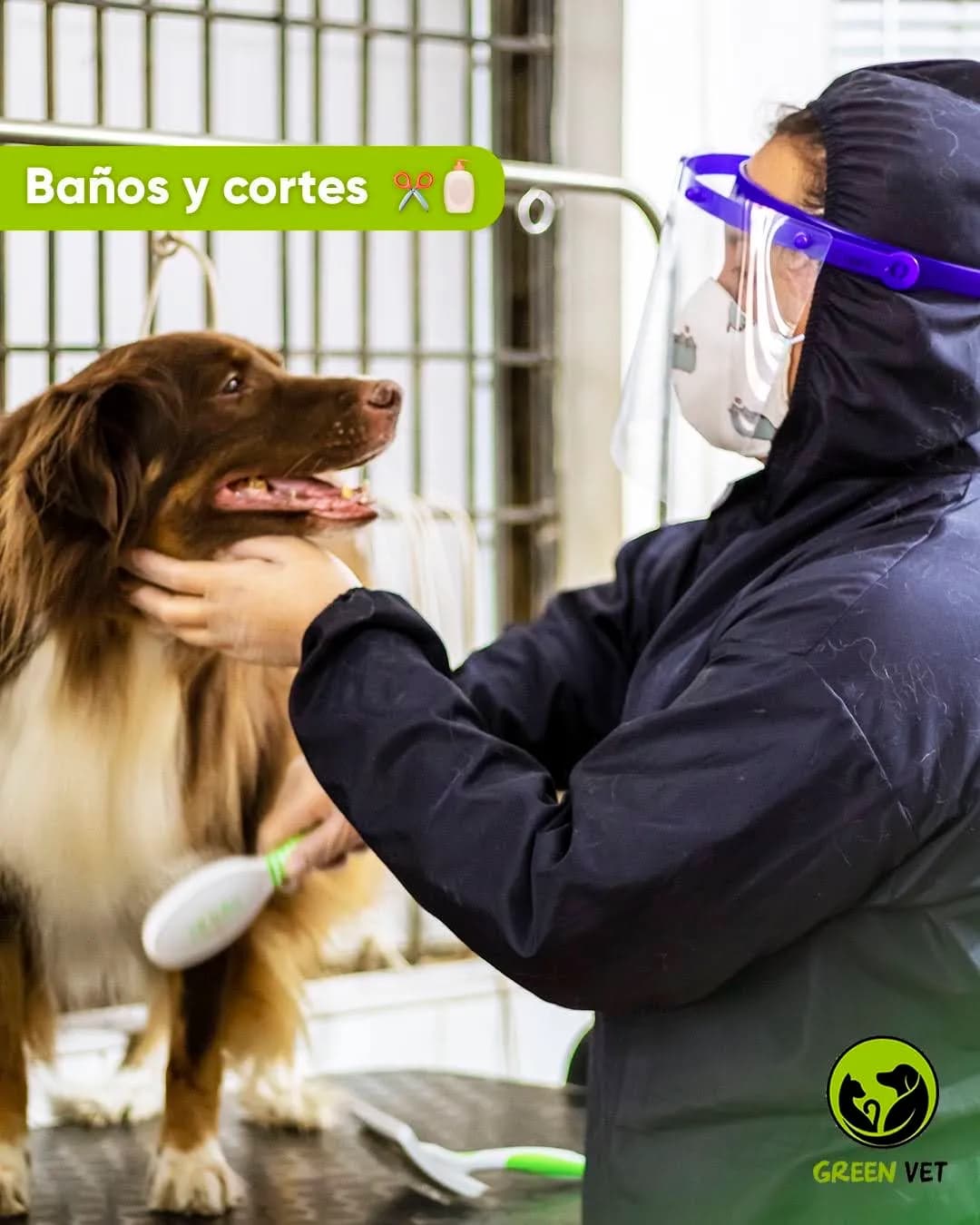 Veterinaria GreenVet