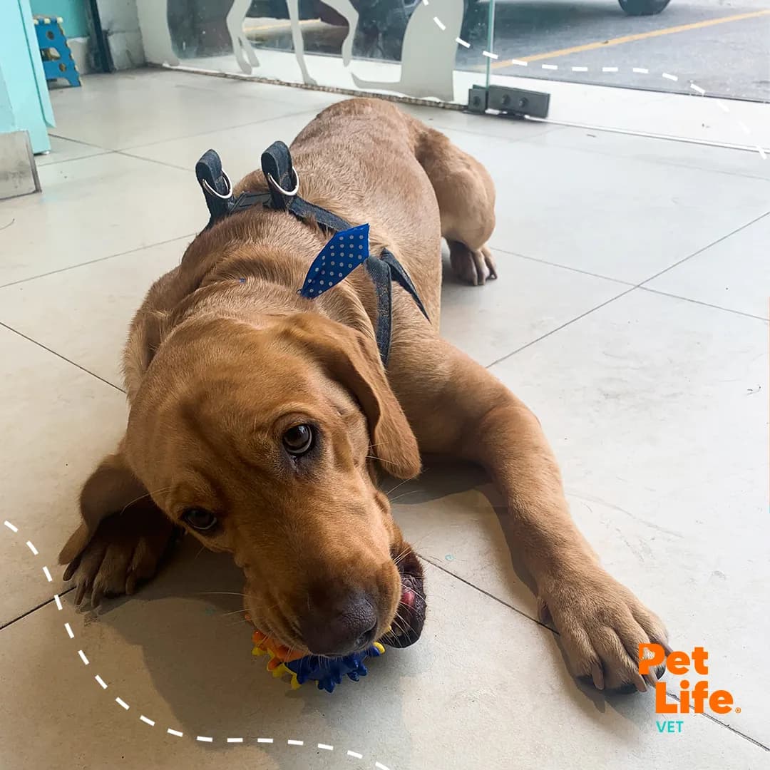 Pet Life