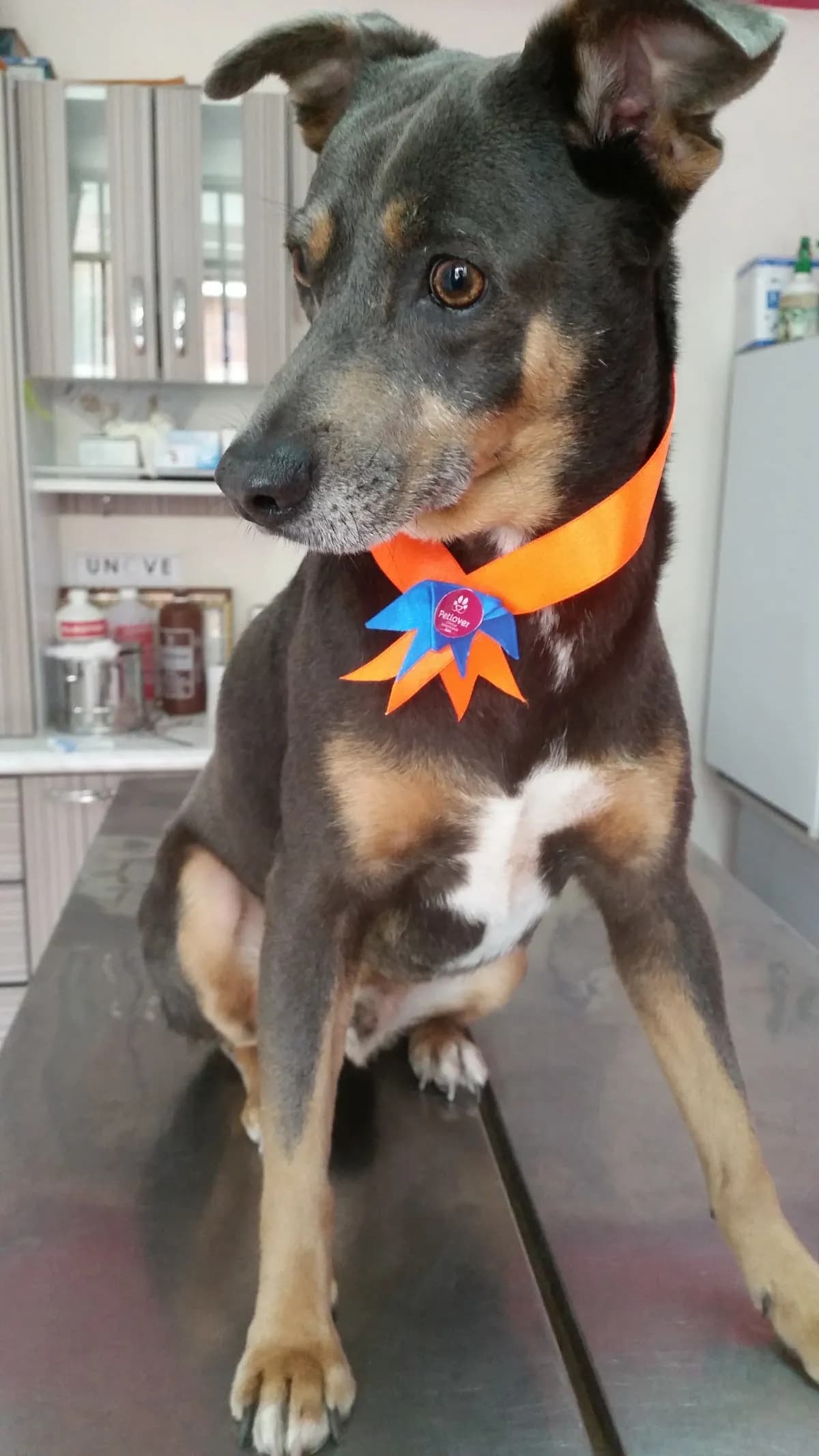 Petlover