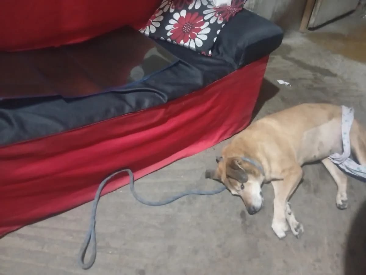 Central Mascota