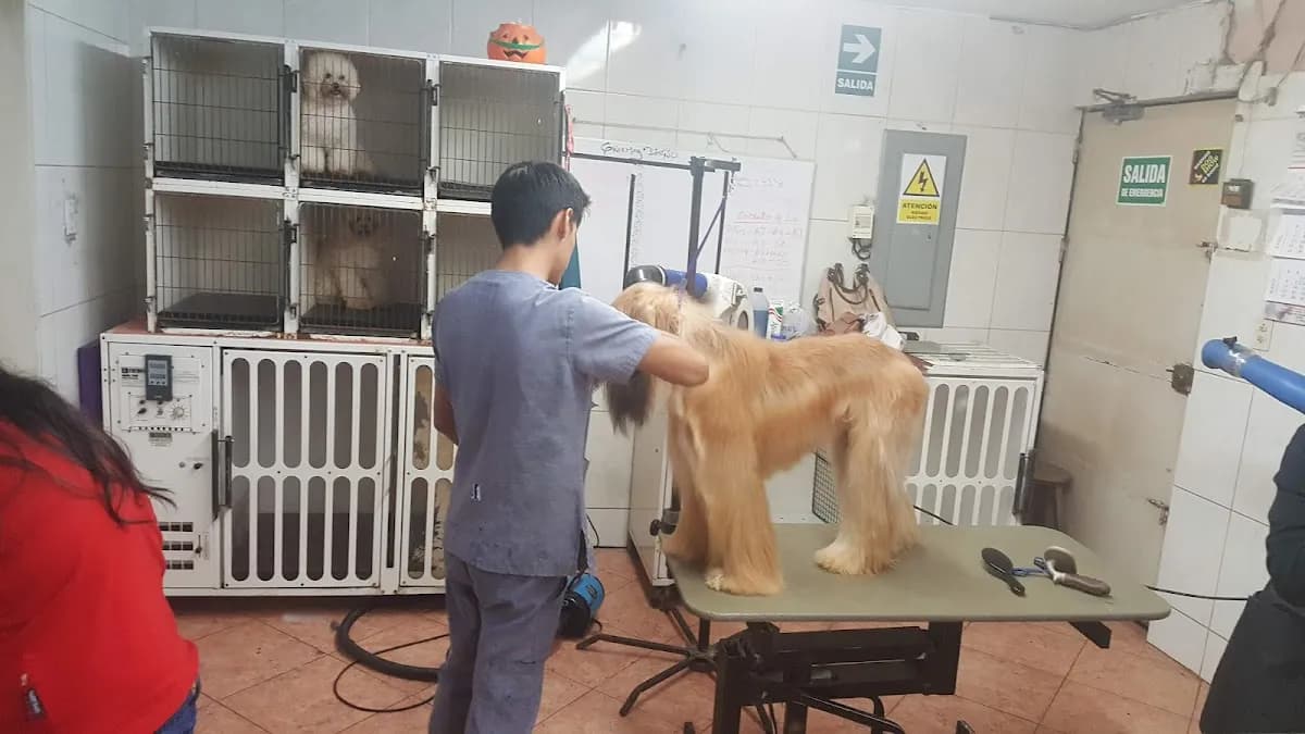 DogShop Peru