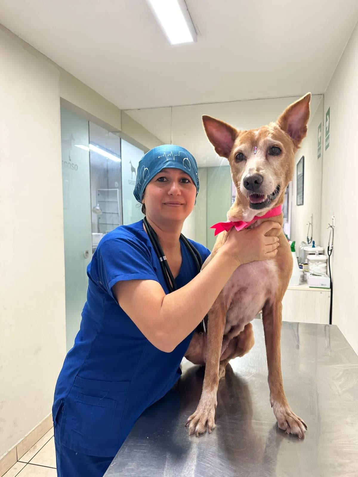 Veterinaria Orbegoso