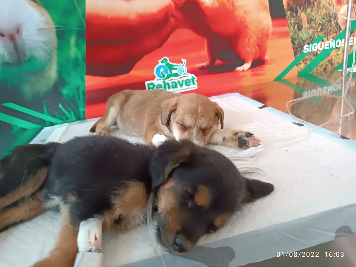 Veterinaria Rehavet