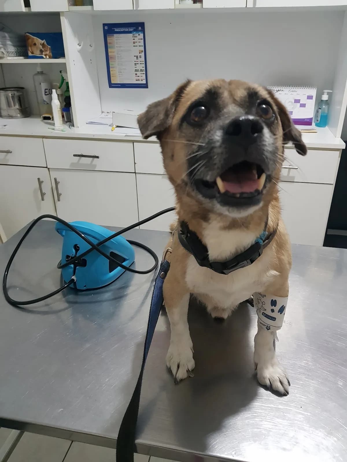 "Asis Veterinaria"