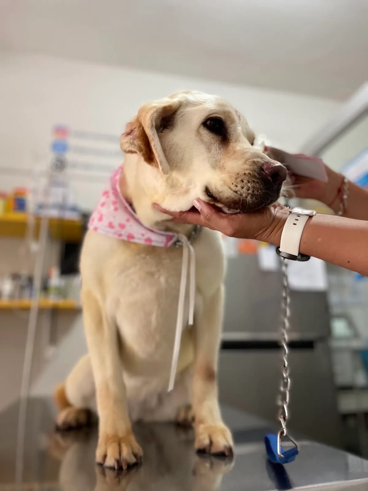 Veterinaria AGO.