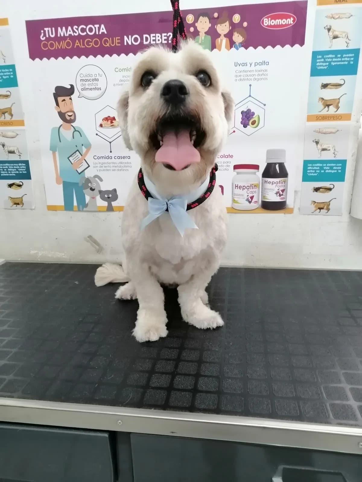 Vet zeus