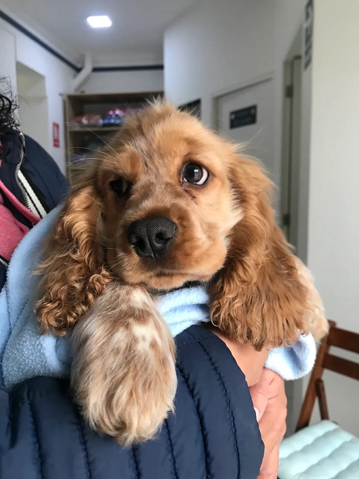 Veterinaria Yupi Blu