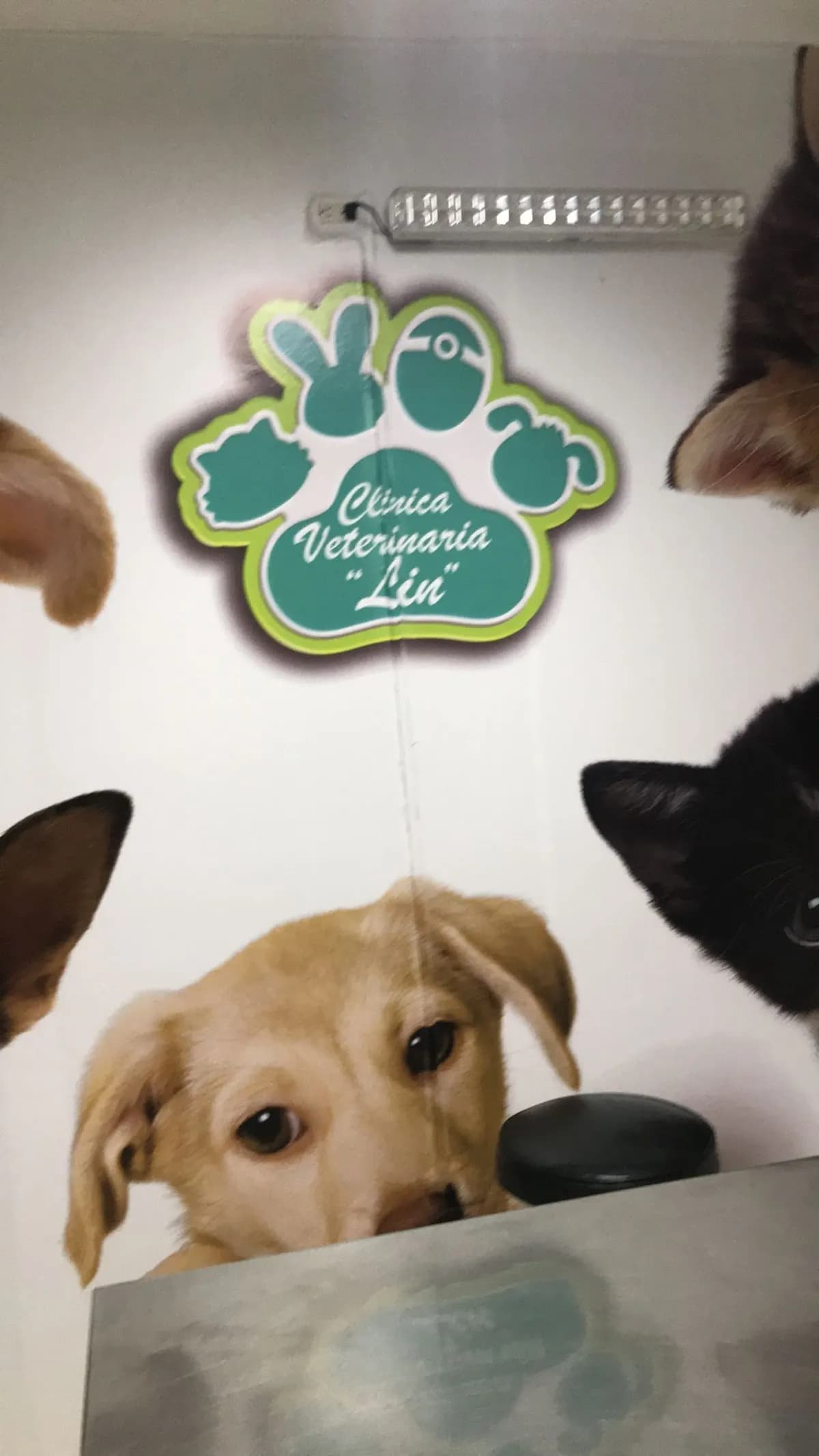 Veterinaria Liu
