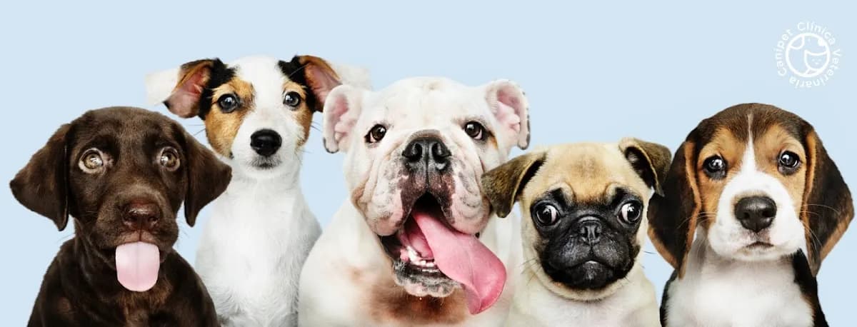 Veterinaria Canipet