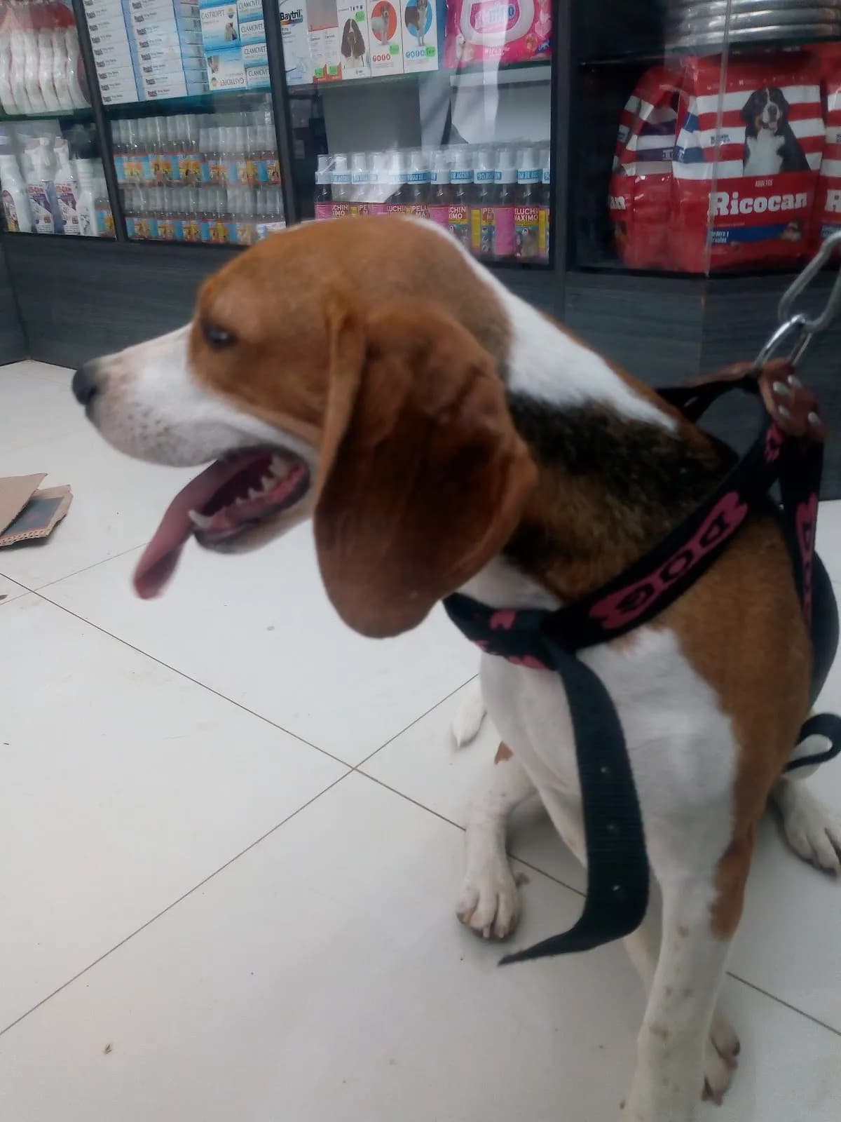 Veterinaria "Coco"