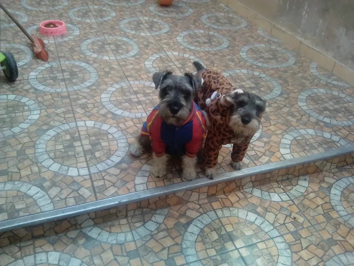 veterinaria vanidog
