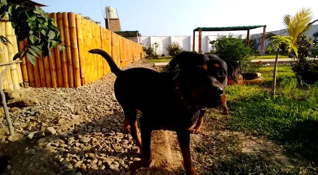 Huanchaco Vet