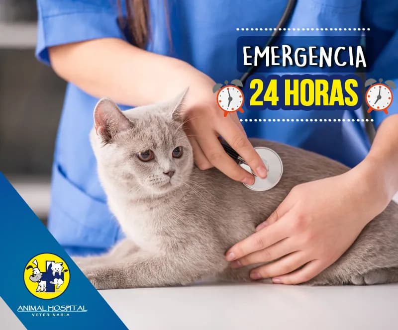 Animal Hospital