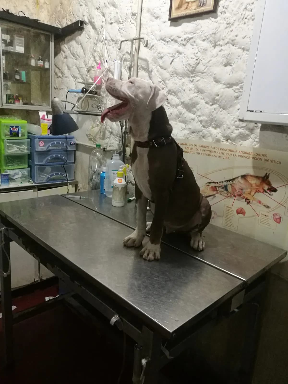 Amazonvet