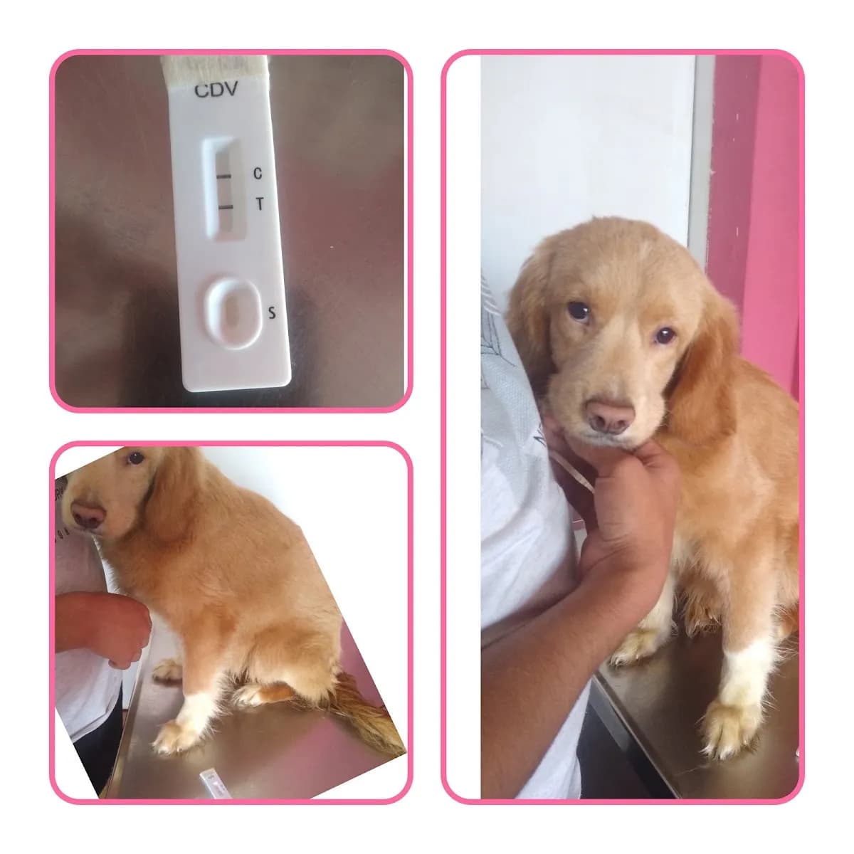 VETERINARIA " NUNAVET "