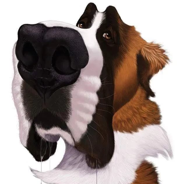 Veterinaria bethoven