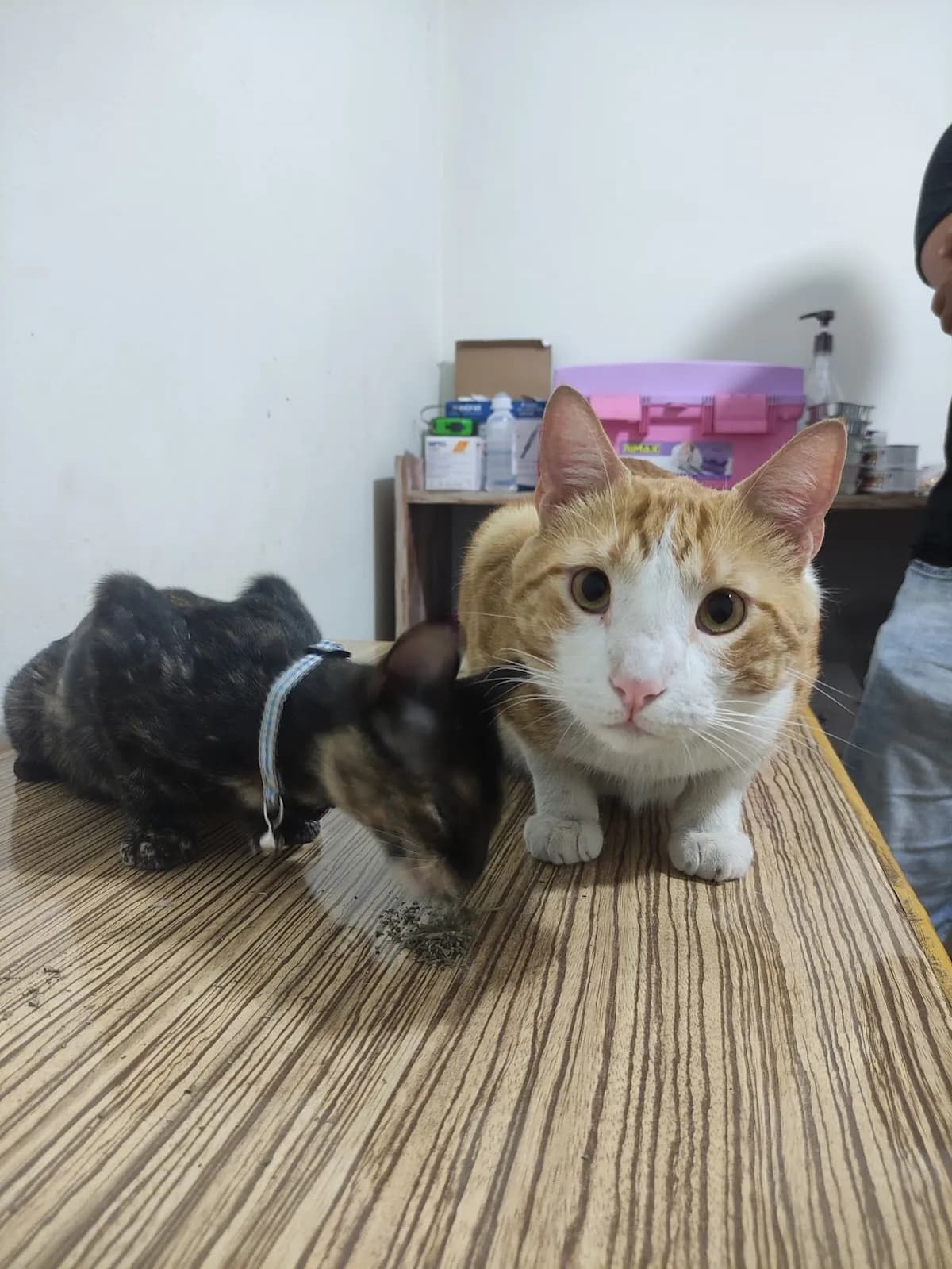 CatMedics