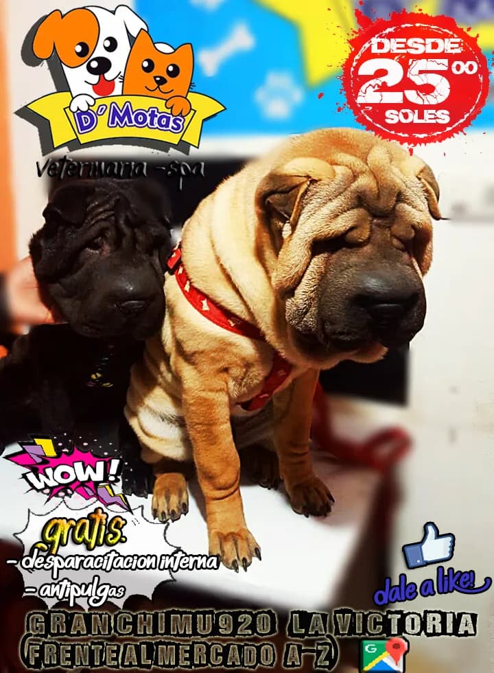 D'Motas Veterinaria Spa