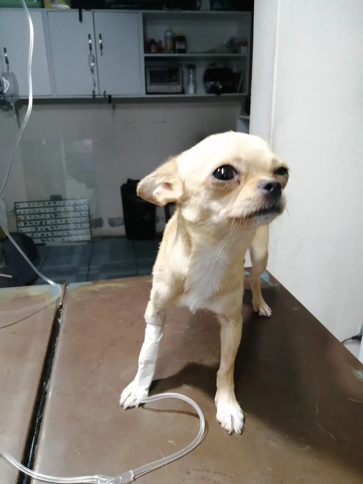 Veterinaria "Mi Sabueso"