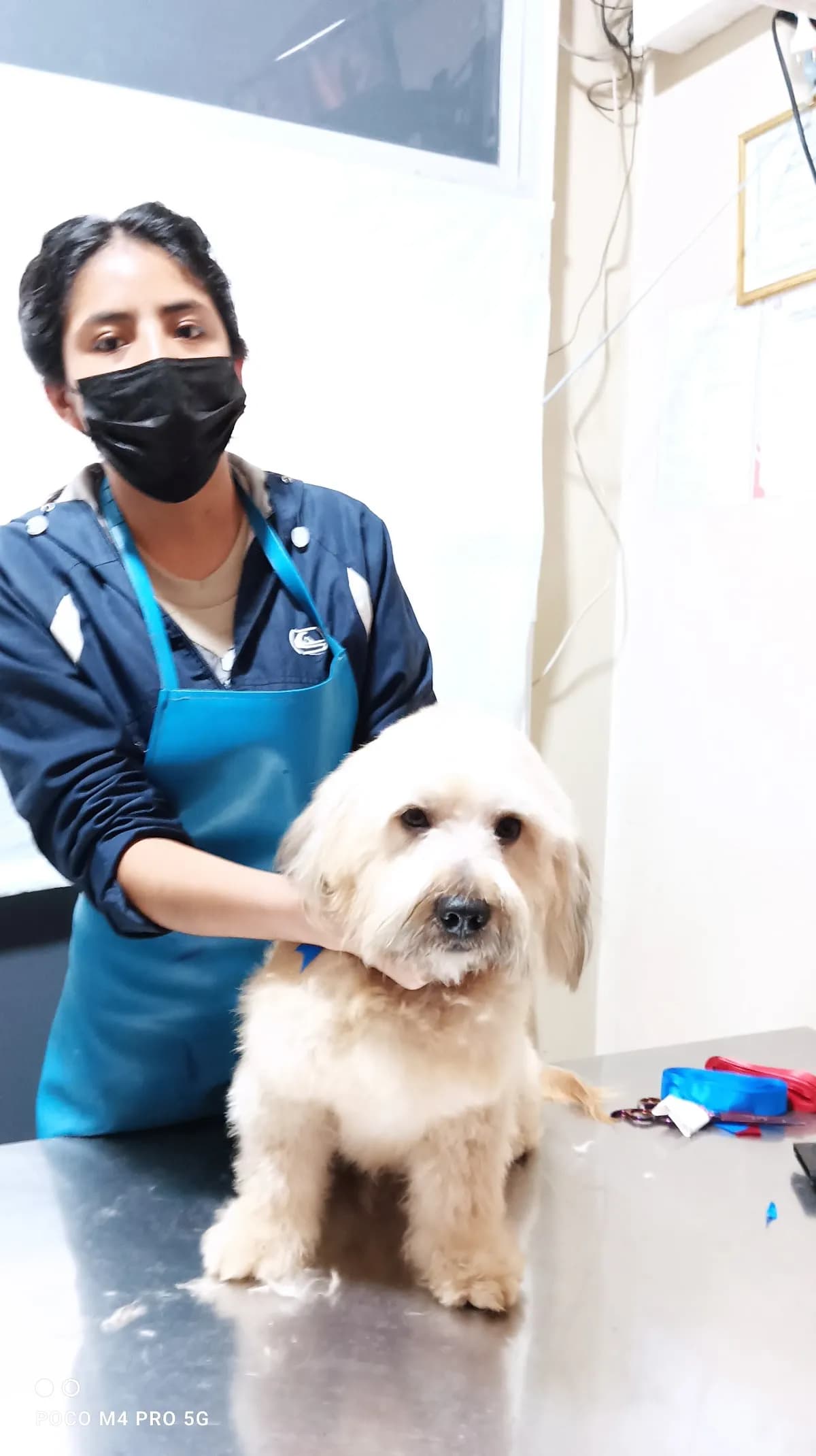 Veterinaria Mi Maskot
