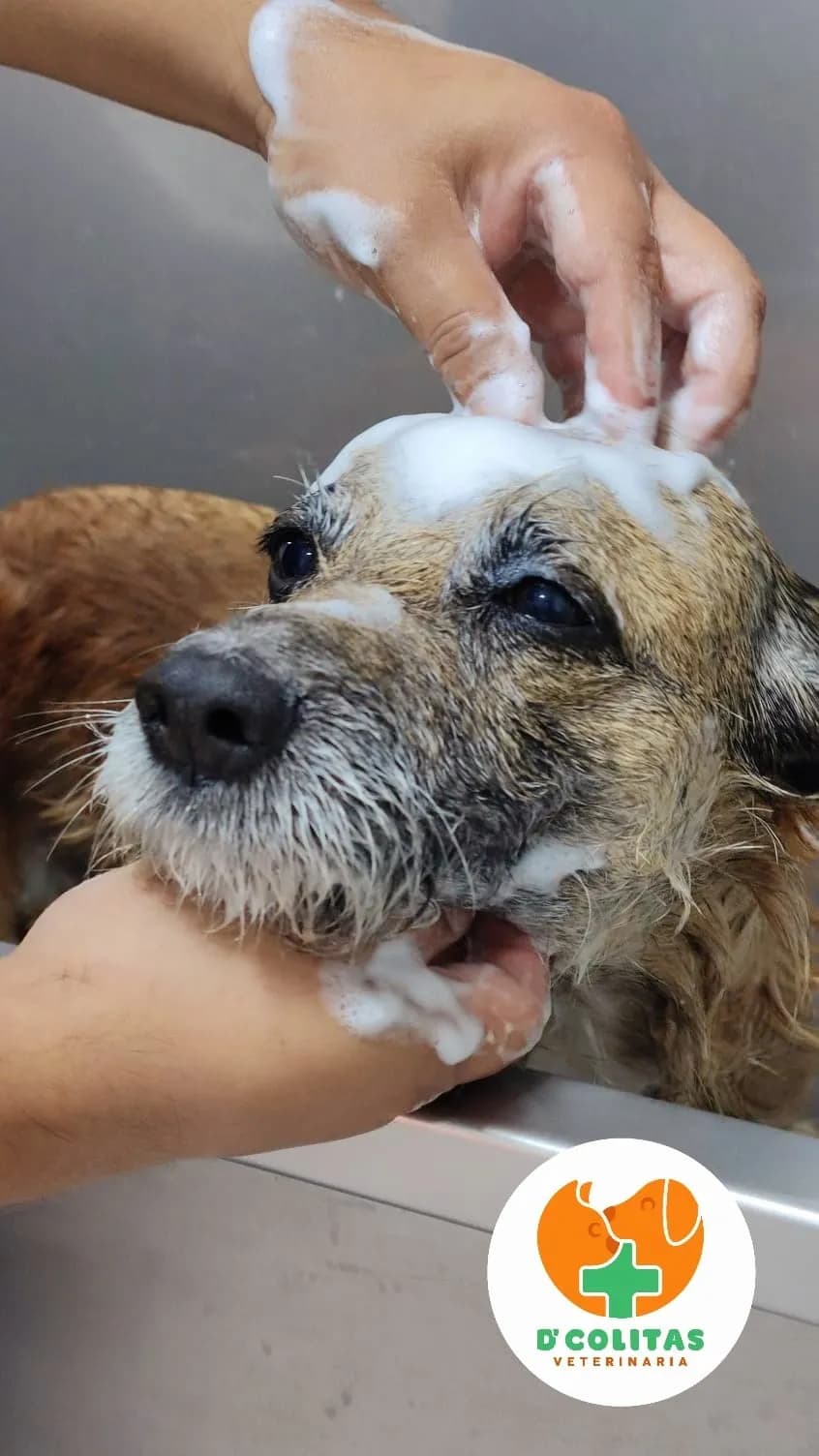D Colitas Veterinaria