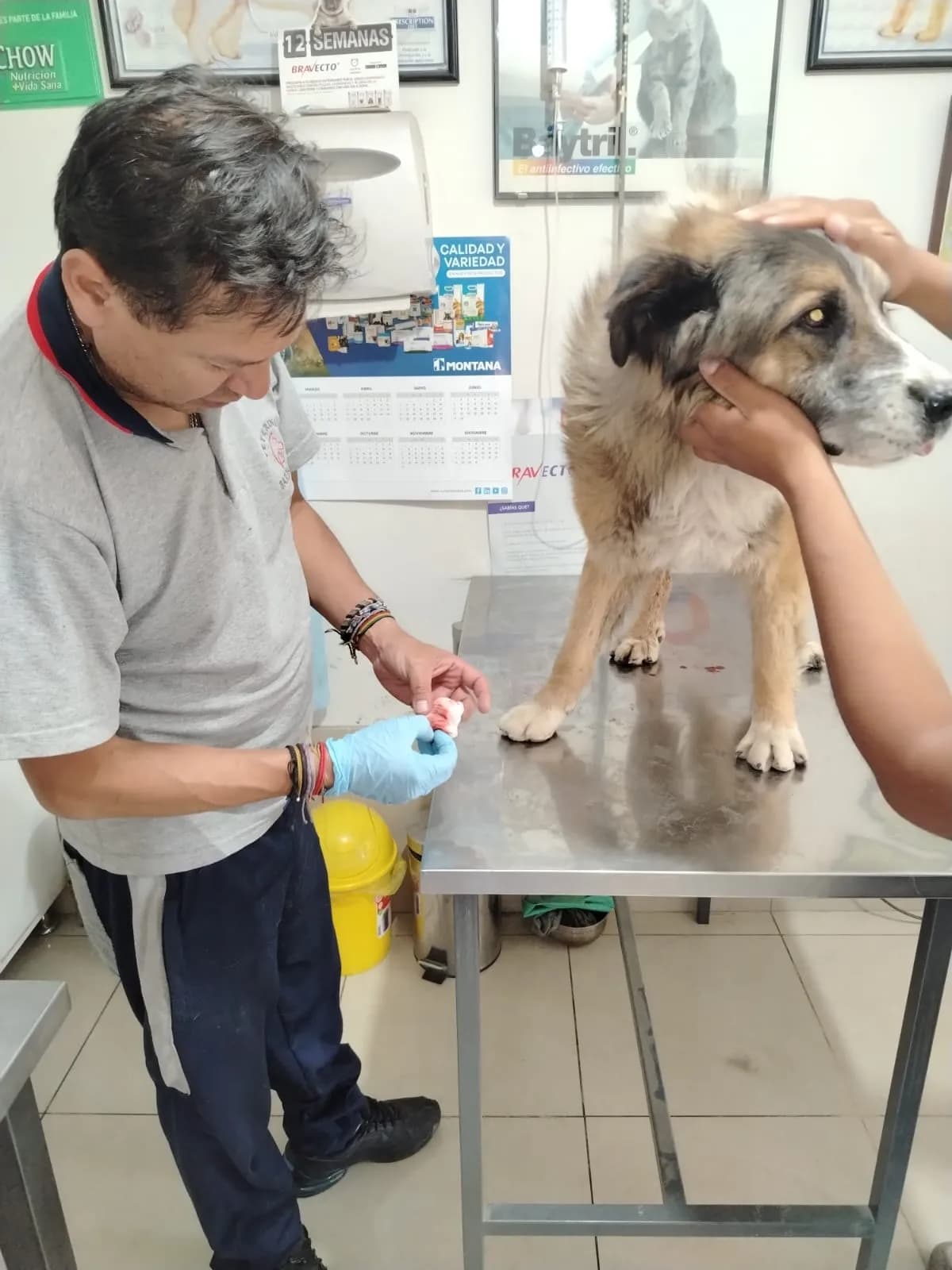 Veterinaria Bardales