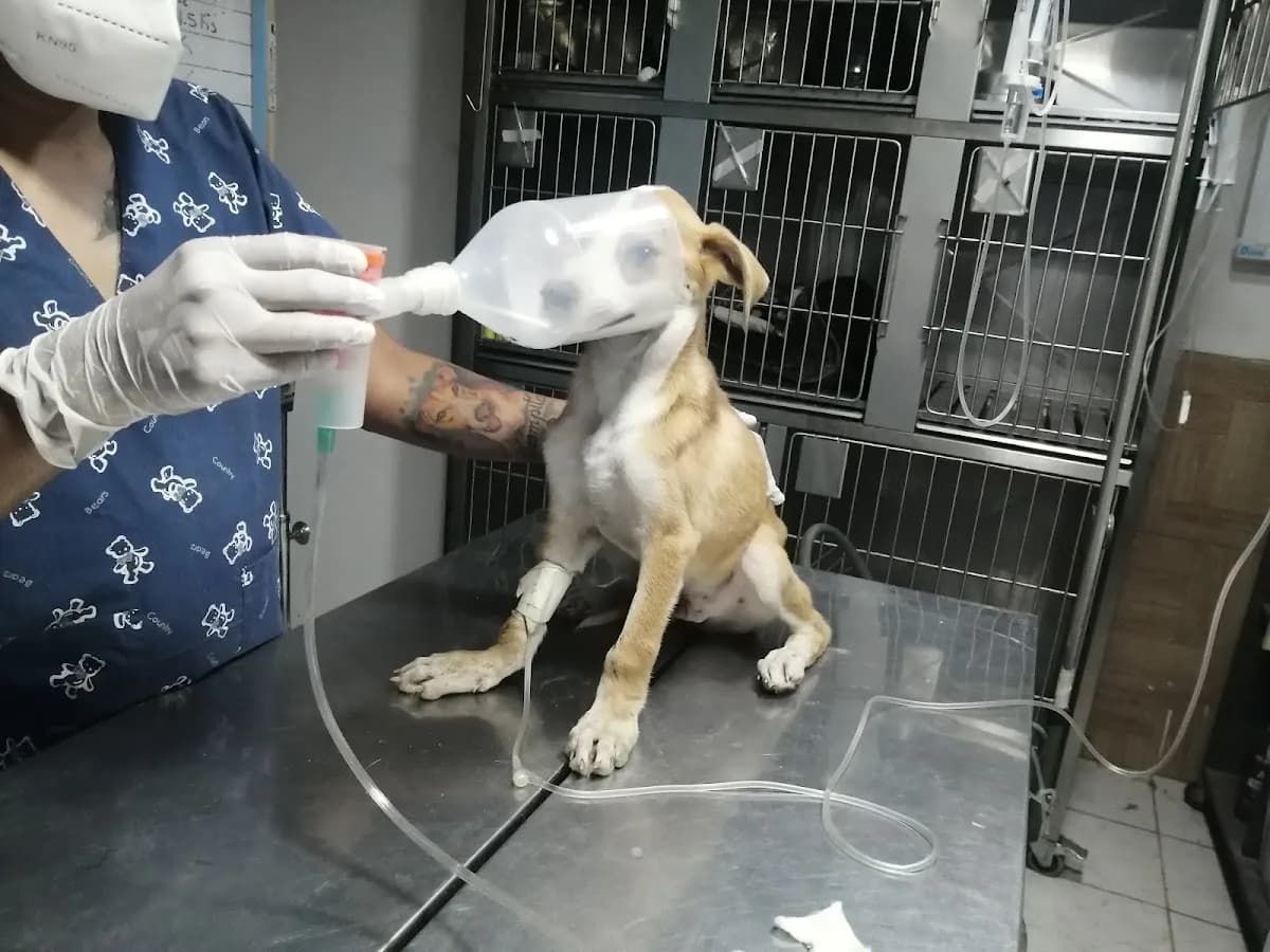 Veterinaria GraVal
