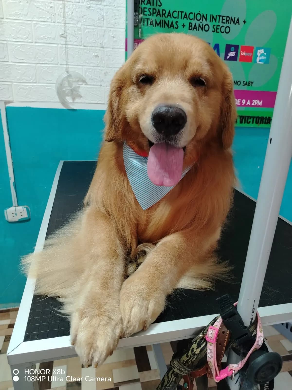 Veterinaria Saby