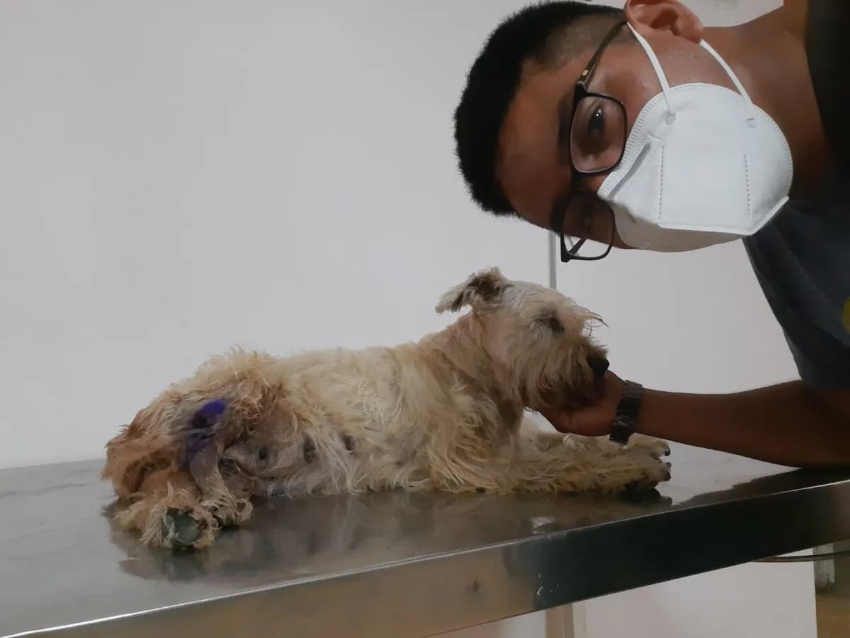 Veterinaria Alltopets