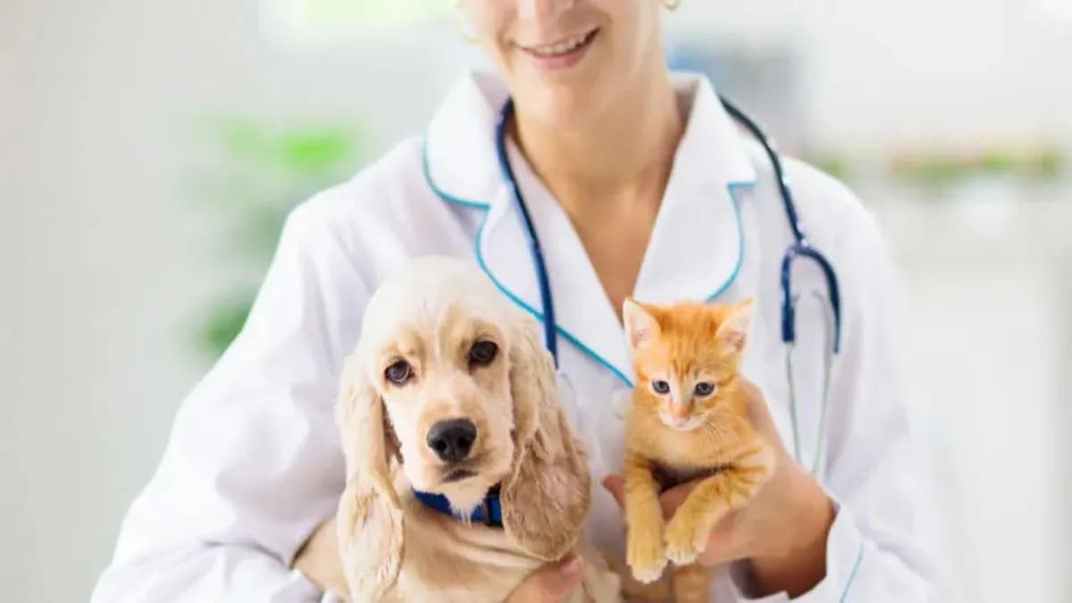 Veterinary Mimitos