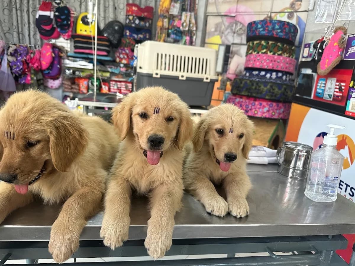 Veterinaria Fancy Pets