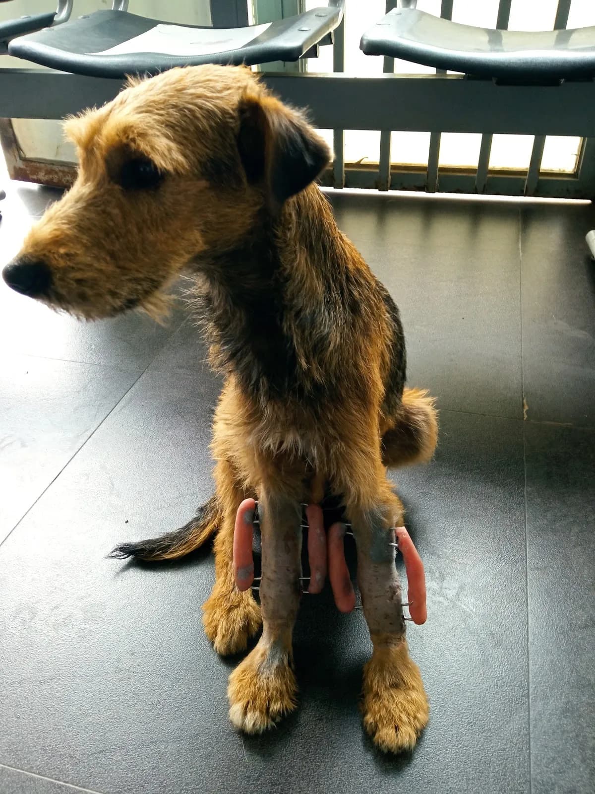 Medivet