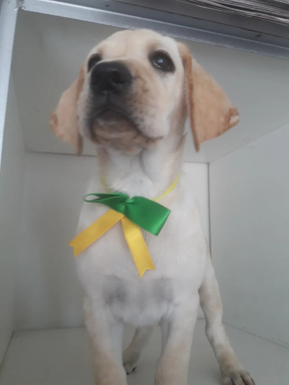 Zoomat Veterinary