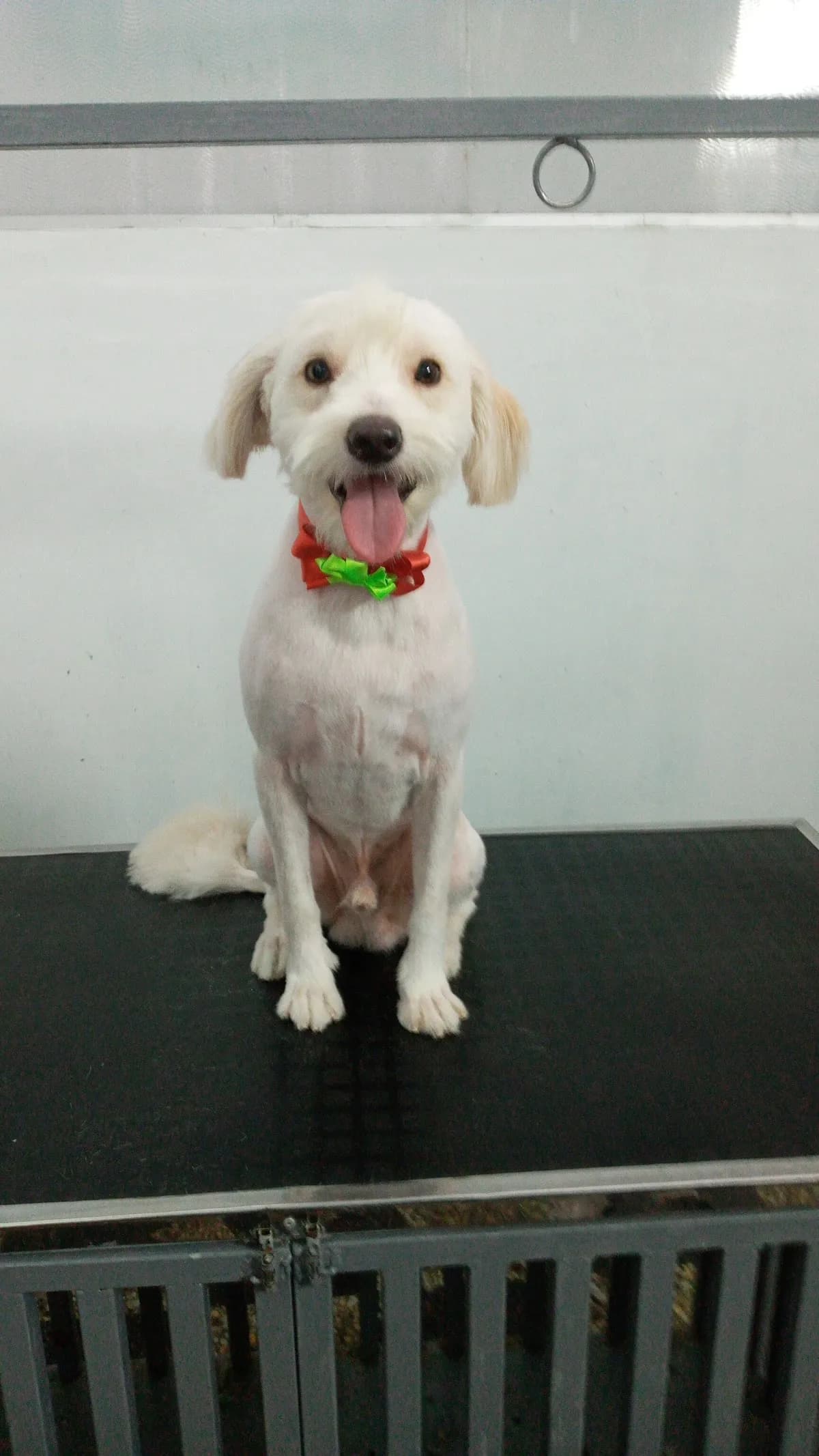 Veterinaria VETERHOUSE