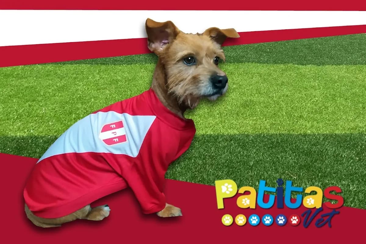 Veterinaria PatitasVet