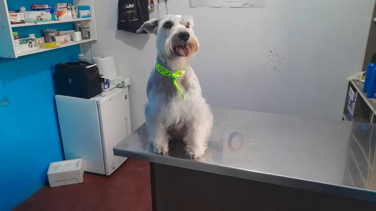 VETERINARIA DOGTOVET