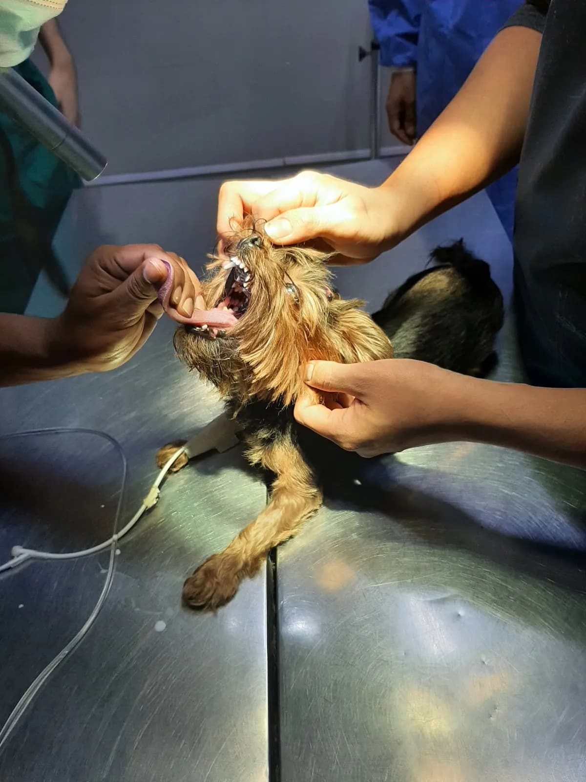 Animal help