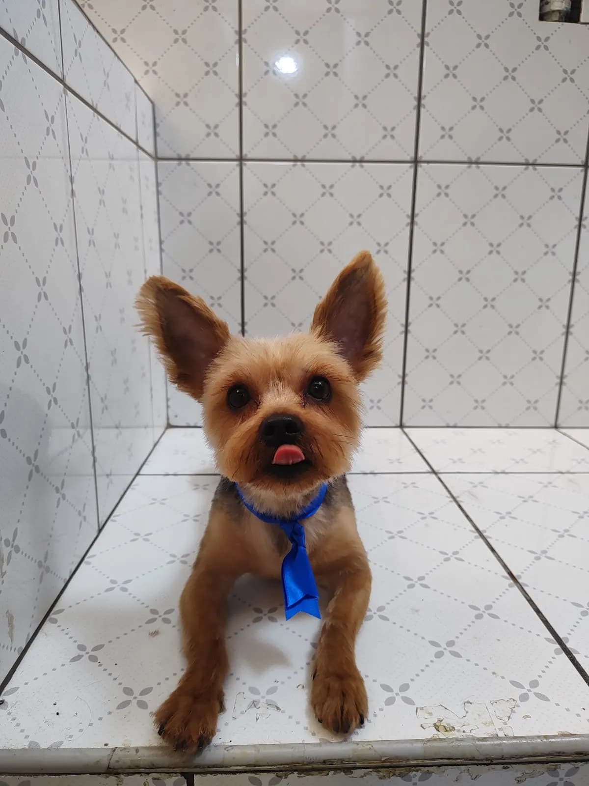 VETERINARIA PUPPYVET