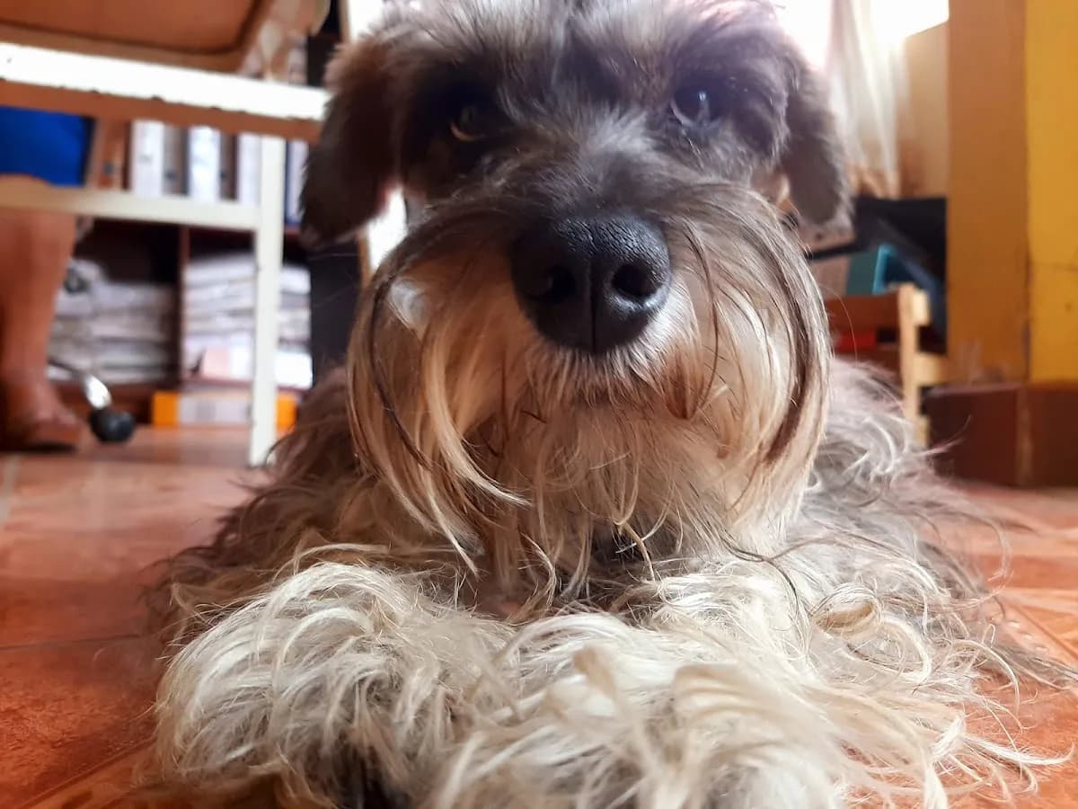 Pelos & Patas