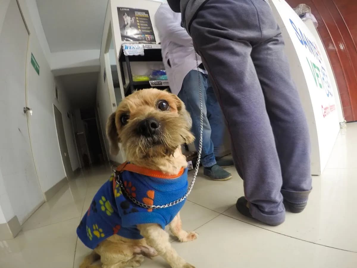Veterinaria Santé Vet