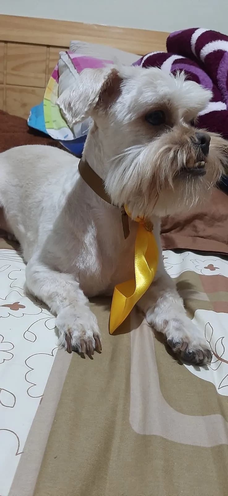 Mi Mascota