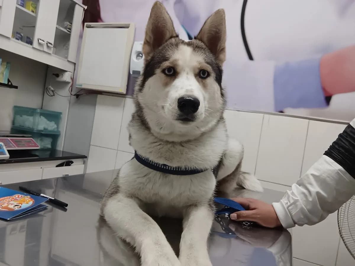 Veterinaria Ariel