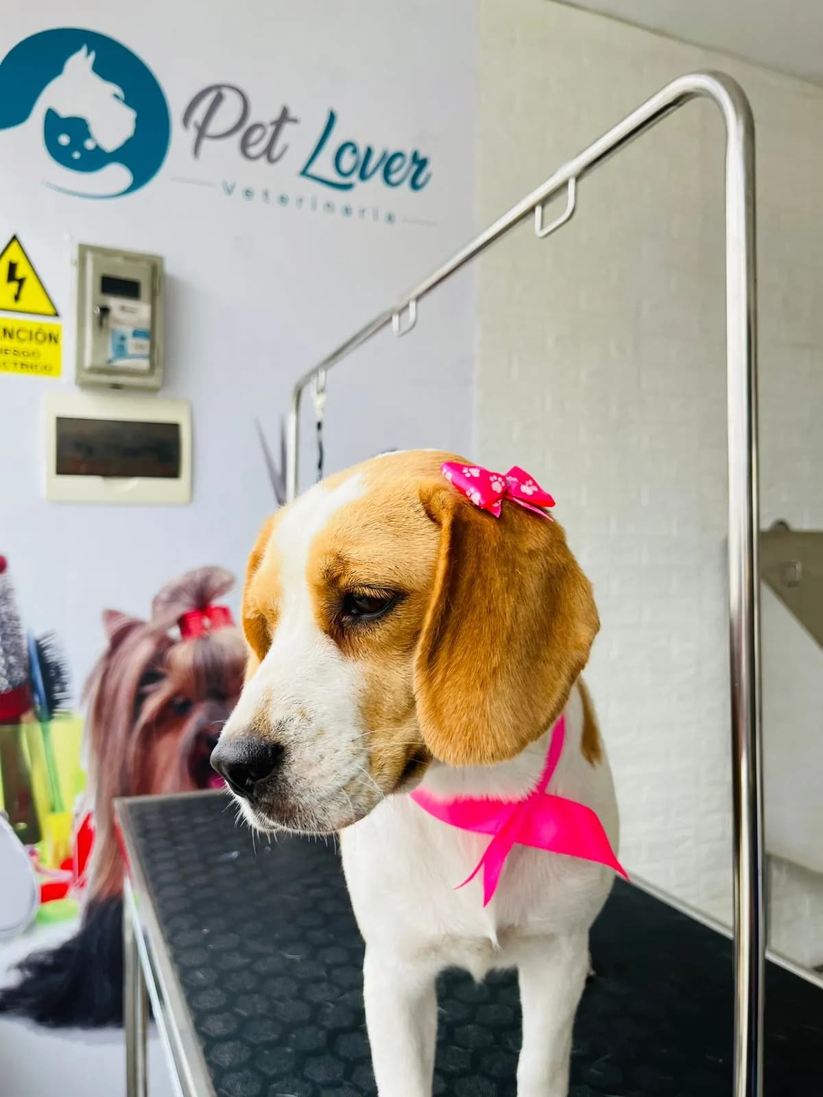 Veterinaria Pet Lover
