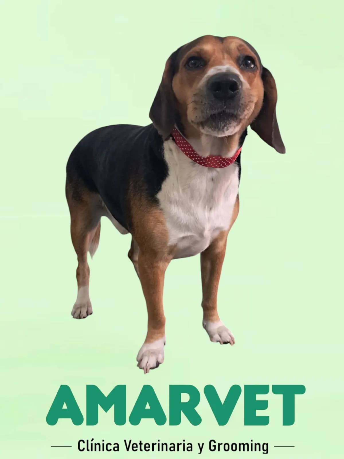AMARVET