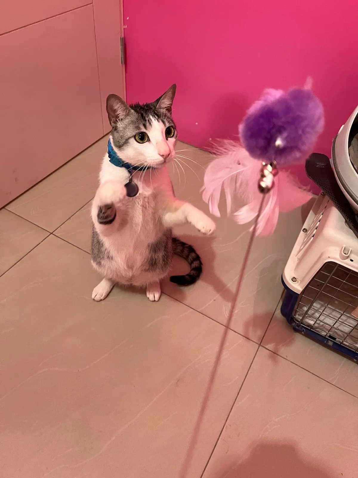 Gatosur