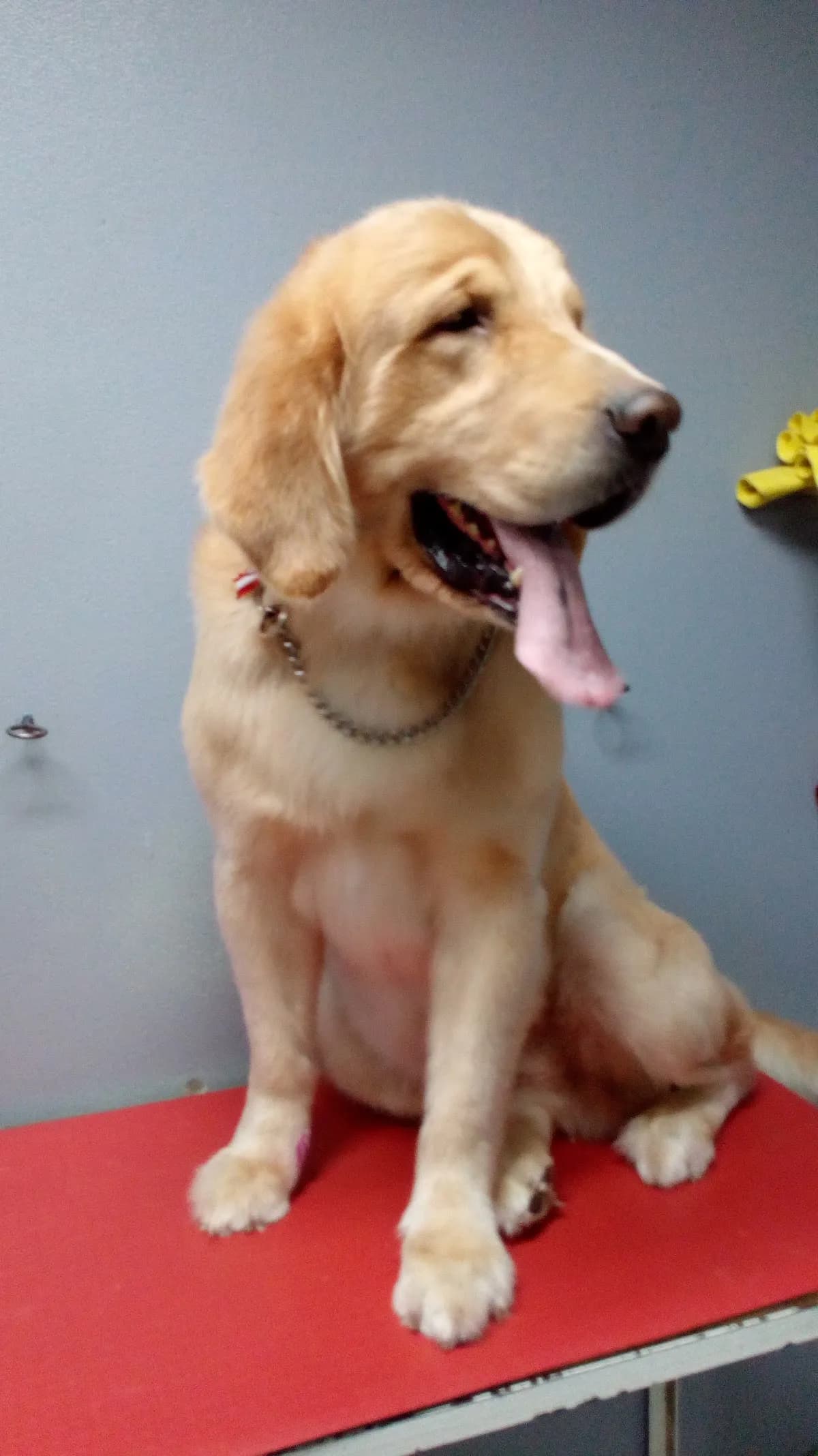 Rastros Pet-Care