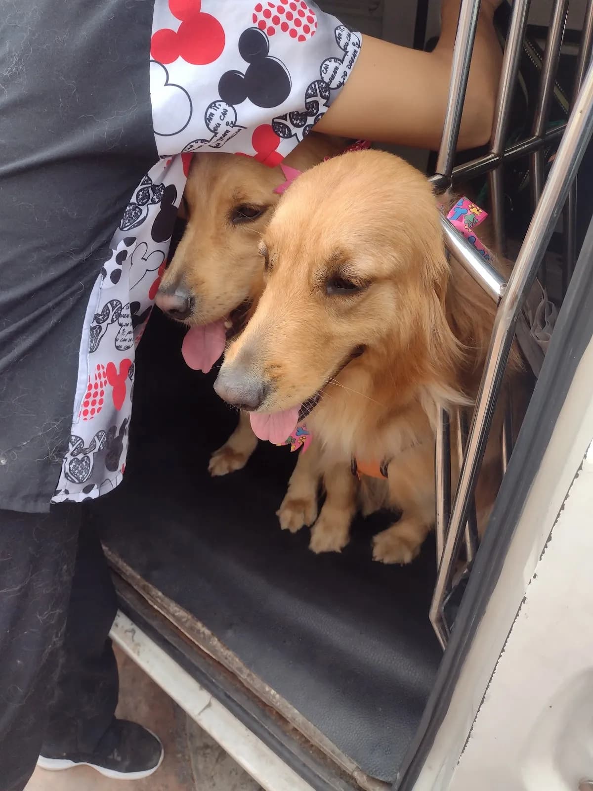 Veterinaria Loving Pet